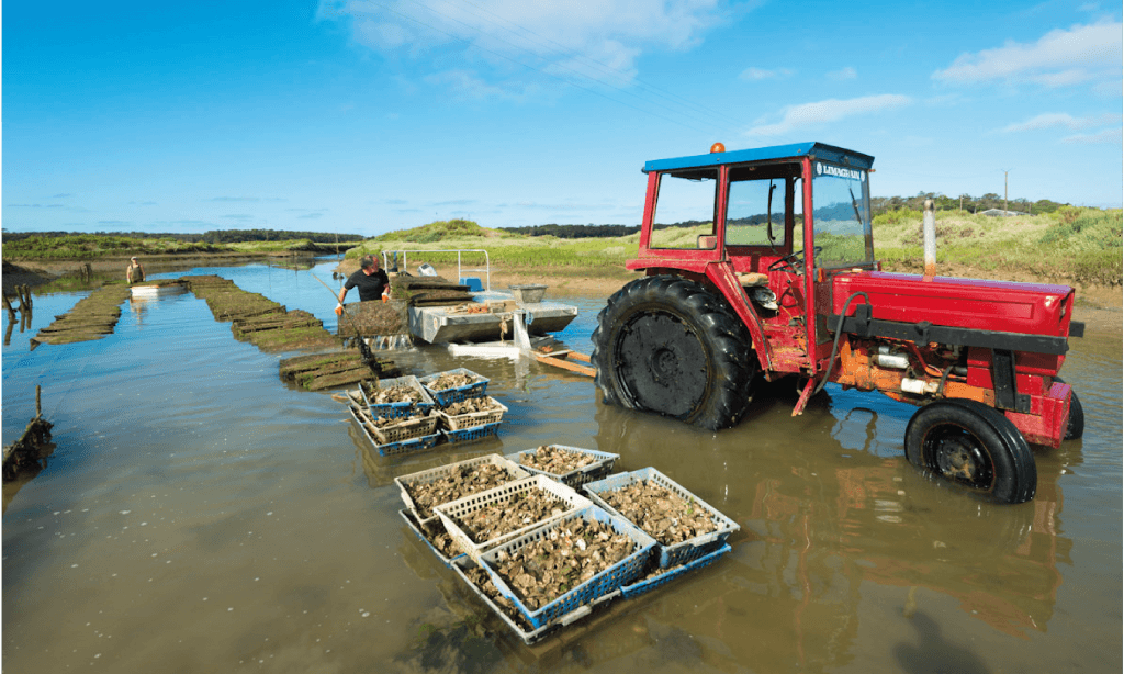 Photo d'une récolte ostréicole. Un tracteur roule dans l'eau et plusieurs caisses remplies d'huîtres sont posées à côté de celui-ci